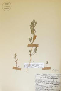 herbarium sheet of BRY 504573